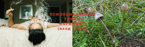 сатива Мурманск